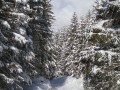 Ski trail, Grindelwald