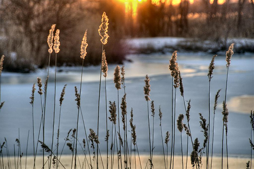 Picture entitled Grasses On The Hackensack from Nicholas Oatridge