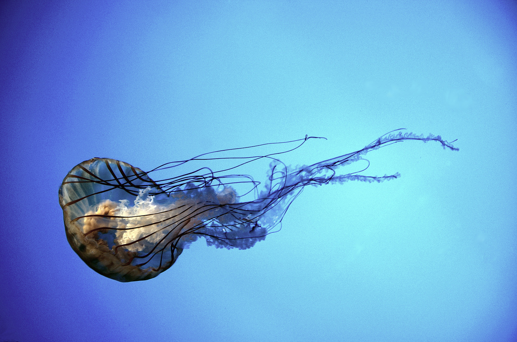 Picture entitled Jellyfish from Nicholas Oatridge